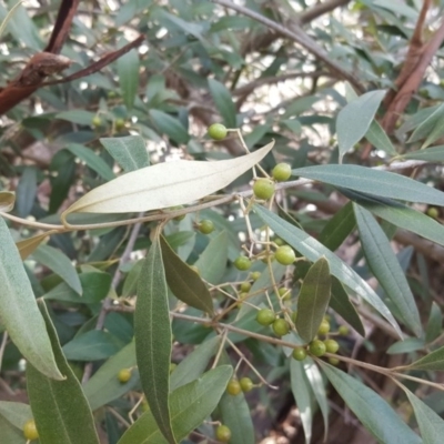 Olea europaea subsp. cuspidata (African Olive) at Symonston, ACT - 2 Sep 2017 by Mike