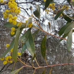 Acacia pycnantha at Symonston, ACT - 2 Sep 2017