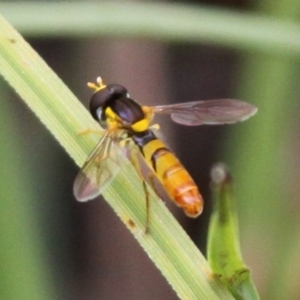 Sphaerophoria macrogaster at Cotter River, ACT - 4 Dec 2016