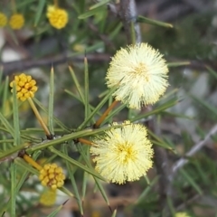 Acacia ulicifolia (Prickly Moses) at Garran, ACT - 2 Sep 2017 by Mike