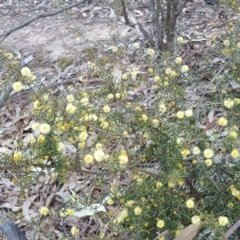 Acacia ulicifolia at Garran, ACT - 2 Sep 2017 04:57 PM