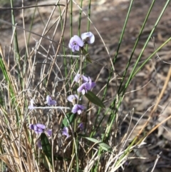 Hovea heterophylla (Common Hovea) at Wamboin, NSW - 2 Sep 2017 by LSP