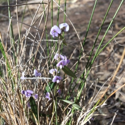 Hovea heterophylla (Common Hovea) at Wamboin, NSW - 2 Sep 2017 by LSP