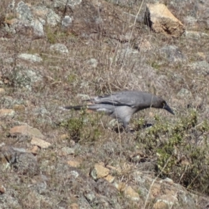 Strepera versicolor at Theodore, ACT - 1 Sep 2017