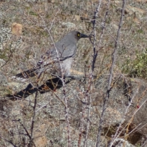 Strepera versicolor at Theodore, ACT - 1 Sep 2017