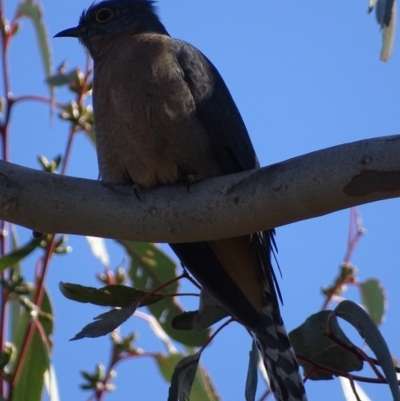 Cacomantis flabelliformis (Fan-tailed Cuckoo) at Melrose - 1 Sep 2017 by roymcd