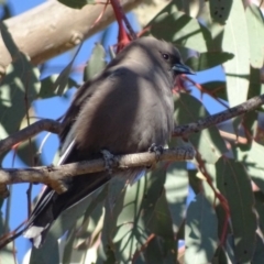 Artamus cyanopterus cyanopterus (Dusky Woodswallow) at Theodore, ACT - 1 Sep 2017 by roymcd