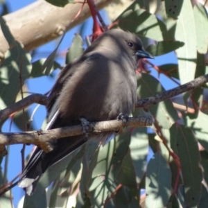 Artamus cyanopterus at Theodore, ACT - 1 Sep 2017