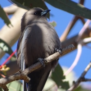 Artamus cyanopterus at Theodore, ACT - 1 Sep 2017