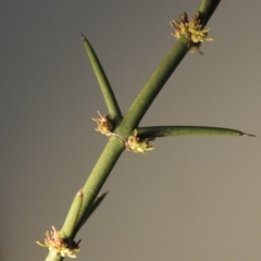 Discaria pubescens (Australian Anchor Plant) at Bonython, ACT - 2 Sep 2017 by michaelb