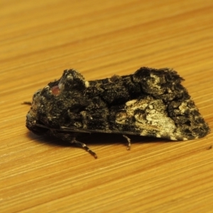 Aedia leucomelas acronyctoides at Conder, ACT - 17 Oct 2015 11:27 AM