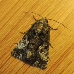 Aedia leucomelas acronyctoides at Conder, ACT - 17 Oct 2015 11:27 AM