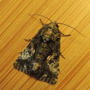 Aedia leucomelas acronyctoides at Conder, ACT - 17 Oct 2015 11:27 AM