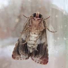 Aedia leucomelas acronyctoides at Conder, ACT - 17 Oct 2015 11:27 AM