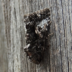 Aedia leucomelas acronyctoides at Conder, ACT - 17 Oct 2015