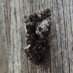 Aedia leucomelas acronyctoides at Conder, ACT - 17 Oct 2015 11:27 AM