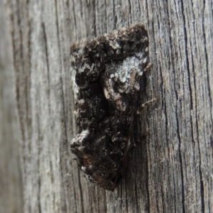 Aedia leucomelas acronyctoides at Conder, ACT - 17 Oct 2015