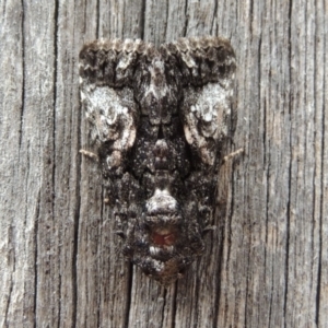 Aedia leucomelas acronyctoides at Conder, ACT - 17 Oct 2015 11:27 AM