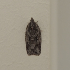 Acropolitis ergophora (A tortrix or leafroller moth) at Conder, ACT - 1 May 2014 by MichaelBedingfield