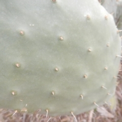 Opuntia stricta (Common Prickly Pear) at McQuoids Hill - 2 Sep 2017 by MichaelMulvaney