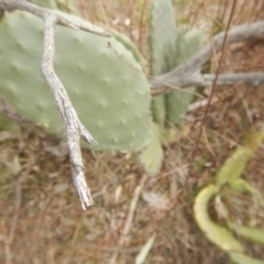 Opuntia stricta at Kambah, ACT - 2 Sep 2017