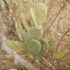 Opuntia stricta at Kambah, ACT - 2 Sep 2017