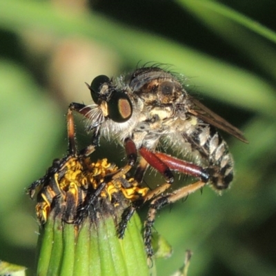 Thereutria amaraca (Spine-legged Robber Fly) at Conder, ACT - 8 Feb 2015 by MichaelBedingfield