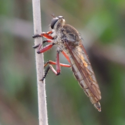 Colepia ingloria (A robber fly) at Tuggeranong Hill - 6 Mar 2014 by michaelb