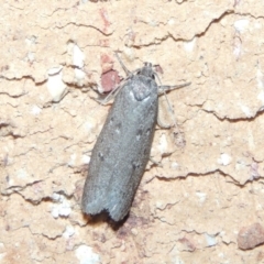 Oecophoridae (family) (Unidentified Oecophorid concealer moth) at Conder, ACT - 26 Feb 2015 by michaelb