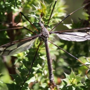 Tipulidae sp. (family) at Cotter River, ACT - 24 Feb 2017 12:25 PM