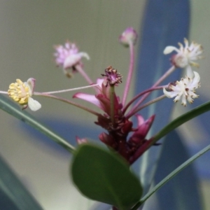 Tasmannia sp. at Cotter River, ACT - 24 Feb 2017