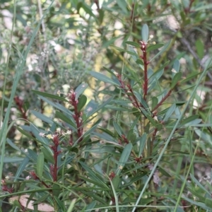 Tasmannia sp. at Cotter River, ACT - 24 Feb 2017