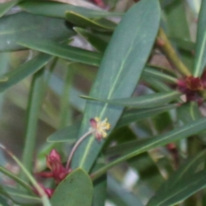 Tasmannia sp. at Cotter River, ACT - 24 Feb 2017