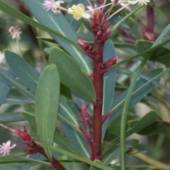 Tasmannia sp. at Cotter River, ACT - 24 Feb 2017