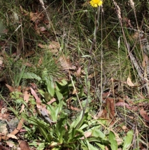 Podolepis robusta at Cotter River, ACT - 24 Feb 2017 02:38 PM