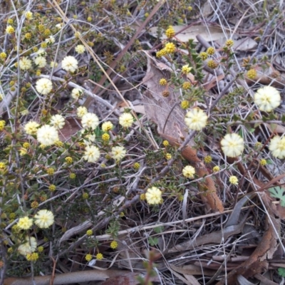 Acacia gunnii (Ploughshare Wattle) at Little Taylor Grasslands - 2 Sep 2017 by RosemaryRoth