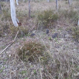 Acacia gunnii at Kambah, ACT - 2 Sep 2017 12:25 PM