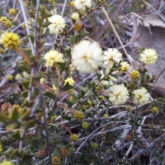 Acacia gunnii at Kambah, ACT - 2 Sep 2017 12:25 PM