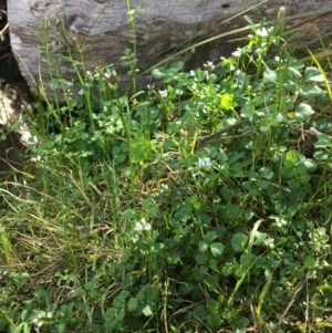 Cardamine hirsuta at Point 5439 - 3 Sep 2017