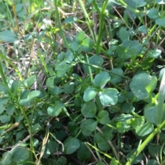 Cardamine hirsuta at Point 5439 - 3 Sep 2017 10:37 AM