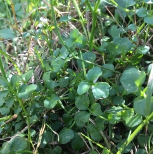 Cardamine hirsuta at Undefined Area - 3 Sep 2017 10:37 AM