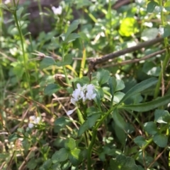 Cardamine hirsuta at Undefined Area - 3 Sep 2017 10:37 AM