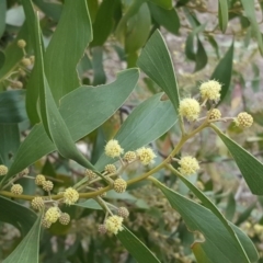 Acacia melanoxylon (Blackwood) at Mount Mugga Mugga - 3 Sep 2017 by Mike