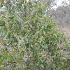 Acacia melanoxylon at O'Malley, ACT - 3 Sep 2017 03:47 PM