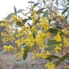 Acacia pycnantha (Golden Wattle) at Mount Mugga Mugga - 3 Sep 2017 by Mike