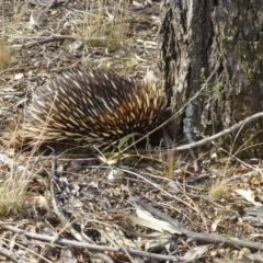 Tachyglossus aculeatus (Short-beaked Echidna) at Bruce, ACT - 3 Sep 2017 by RWPurdie