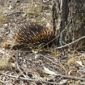 Tachyglossus aculeatus at Bruce, ACT - 3 Sep 2017