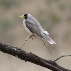 Manorina melanocephala (Noisy Miner) at Mulligans Flat - 2 Sep 2017 by Alison Milton