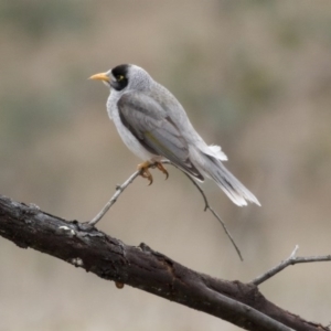 Manorina melanocephala at Forde, ACT - 3 Sep 2017