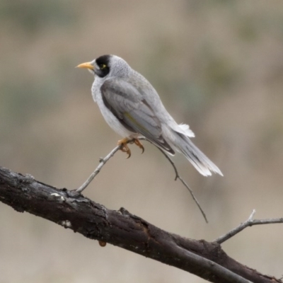 Manorina melanocephala (Noisy Miner) at Mulligans Flat - 2 Sep 2017 by Alison Milton